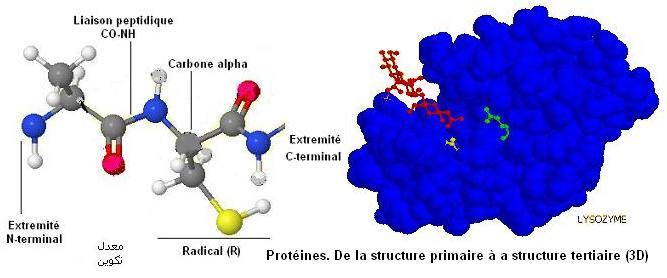 prot&eacute;ines. Structures