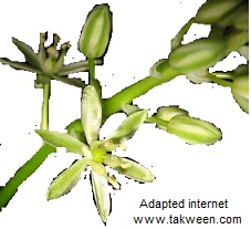 asperge