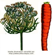 Carotte