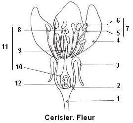 Cerisier. fleur (reproduction)