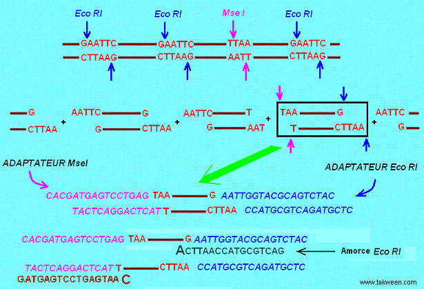 AFLP. Restriction et amplification de l'ADN