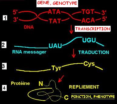transcription du DNA en RNA