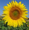 Tournesol