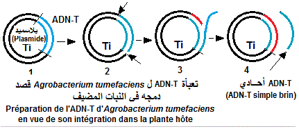 intégration DNA monocaténaire