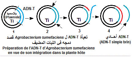 ADN-T. Agrobacterium tumefaciens