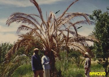 fusariosis symptoms on leaves