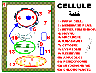 cellule et localisations des transgènes