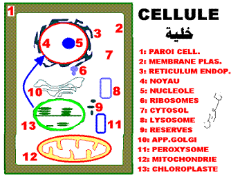 cellule et localisations des transgenes: