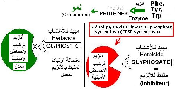 Glyphosate. OGM résistante