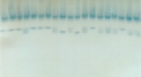 got zymogram