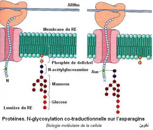 N-glycosylation sur Asparagine
