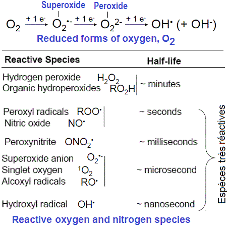 Oxygen and nitrogen reactives species