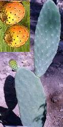 cactus (opuntia ficus indica). Ecotypes et aspects des peoxydases