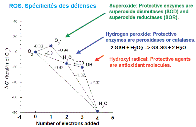 ROS. Défenses spécifiques