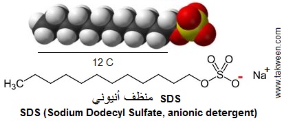 Détergent anionique (SDS)