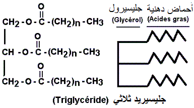 Triglycérides. Lipides (الدهنيات)