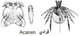 acarien