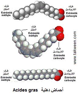 acides gras insaturés