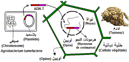 Agrobacterium tumefaciens