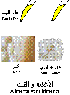 Aliments. Amidon et sucres (السكريات)