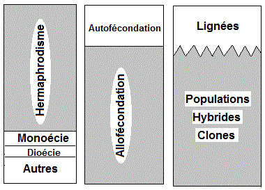 Plantes allogames (خلطيات الإخصاب). Amélioration génétique