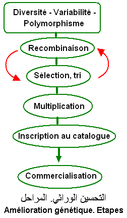 Variétés. Amélioration génétique -Plantes