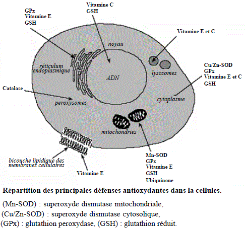 Antioxydants. Localisations cellulaires