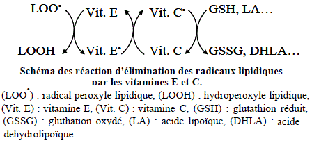 Antioxydants. VitamineS E, C