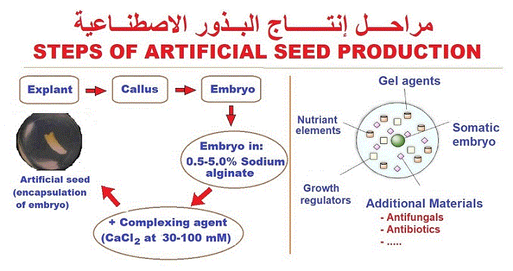 artifical seeds