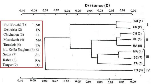 isozyme-based dendrogramme