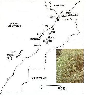 saltbush, Morocco