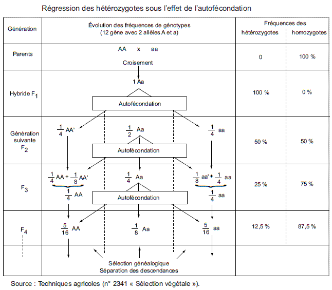 plantes hétérozygotes
