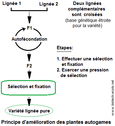 Autogamous. Principe