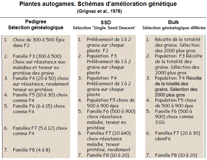 Autogamous. Schémas d'amélioration