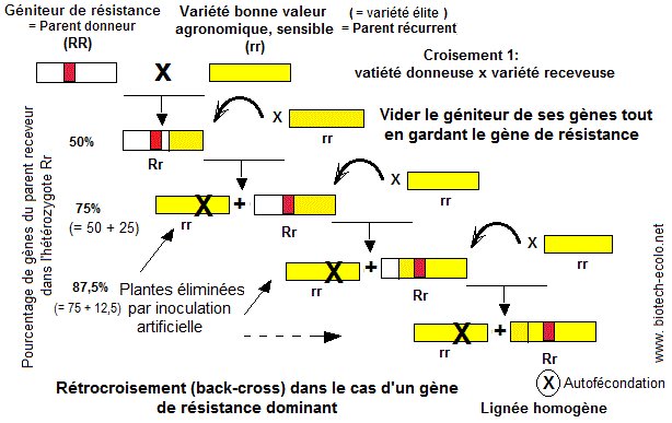 Marqueur génétique : définition et explications