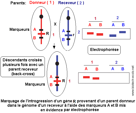 Microsatellites (SSR)
