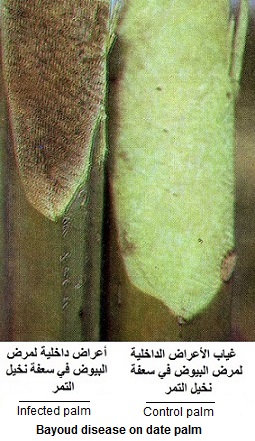 internal symptoms on palms