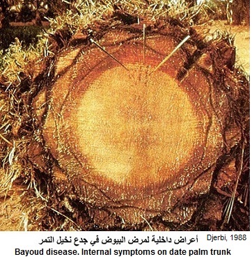 internal symptoms on trunk