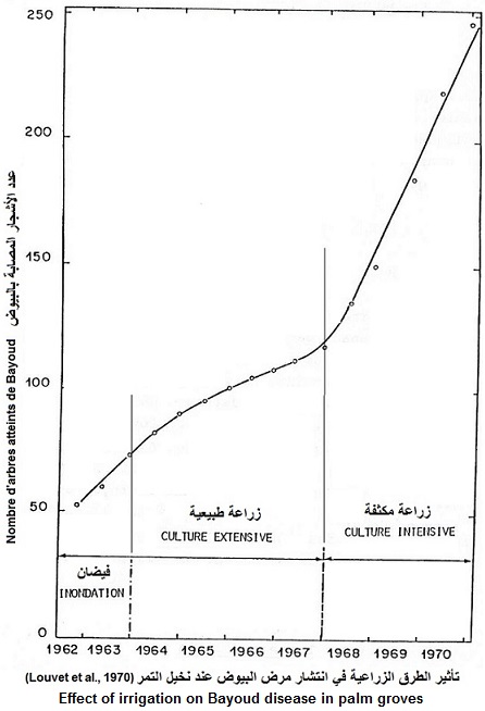 Effect of irrigation on Bayoud