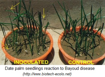 Date palm seedling lots, Bayoud