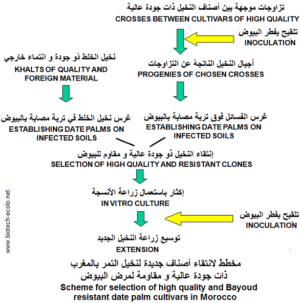 Amélioration génétique pour la résistance au Bayoud