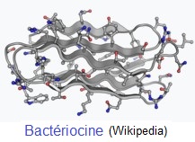 Protéines, bactériocines