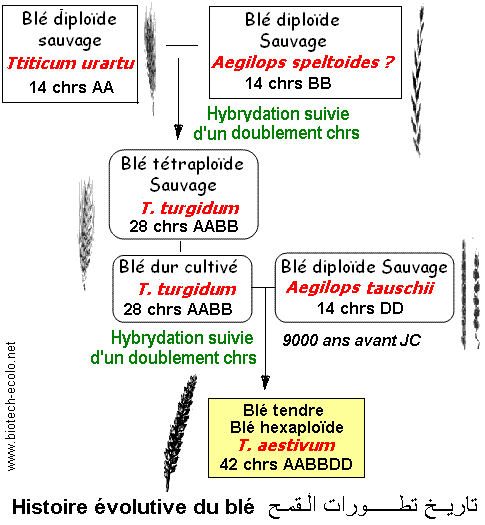 blé hexaploïde