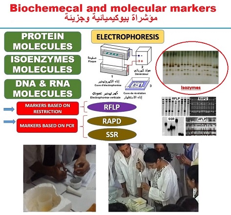 molecular markers