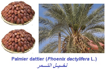 dattes