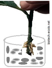 bouturage, cutting