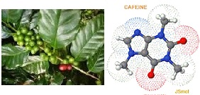  caféiers transgéniques