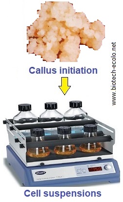 callus, cell culture