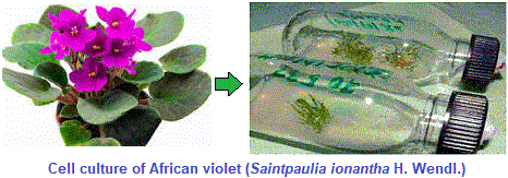 saintpaulia cell culture