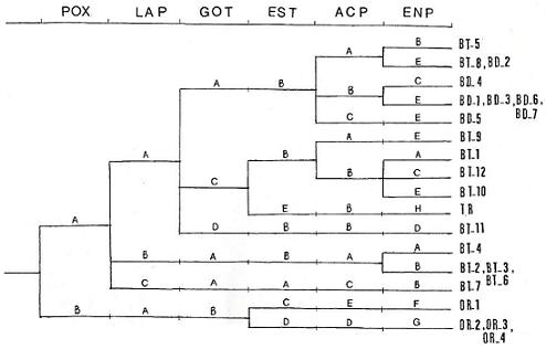 Cereal identification by isozymes